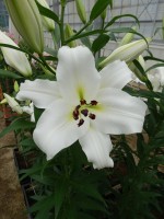 [5516 PO16 OT WIT 12-11 No02.JPG]